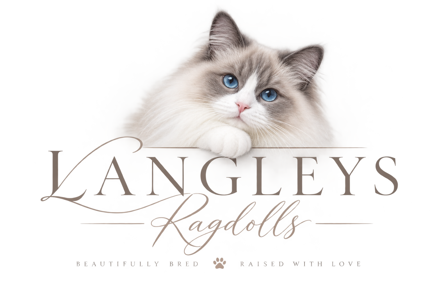 Langleys Ragdolls
